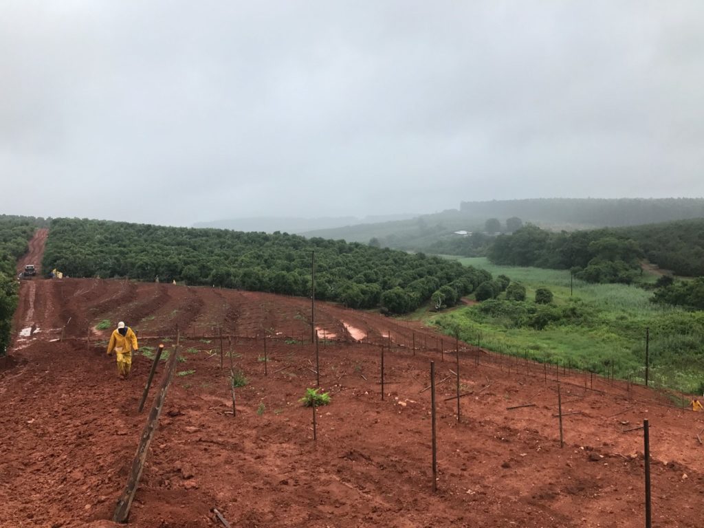 Orchards