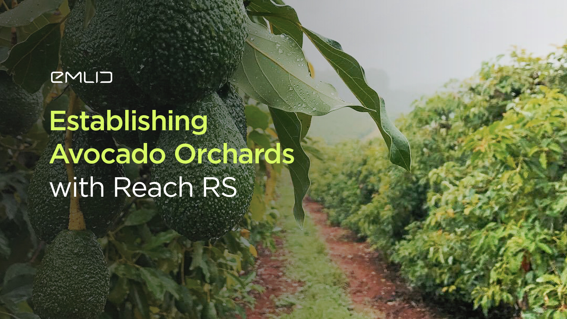 Establishing Avocado Orchards with Reach RS - Emlid