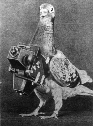 Pigeons were used to fly over the enemy’s line to capture photos for military intelligence